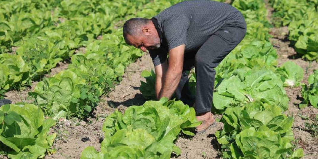 Yağmur yağdı hasat 15 gün erken başladı! Bereketli topraklardan sofralara: Tarlada 25 olsa da manavda 70 TL! 3